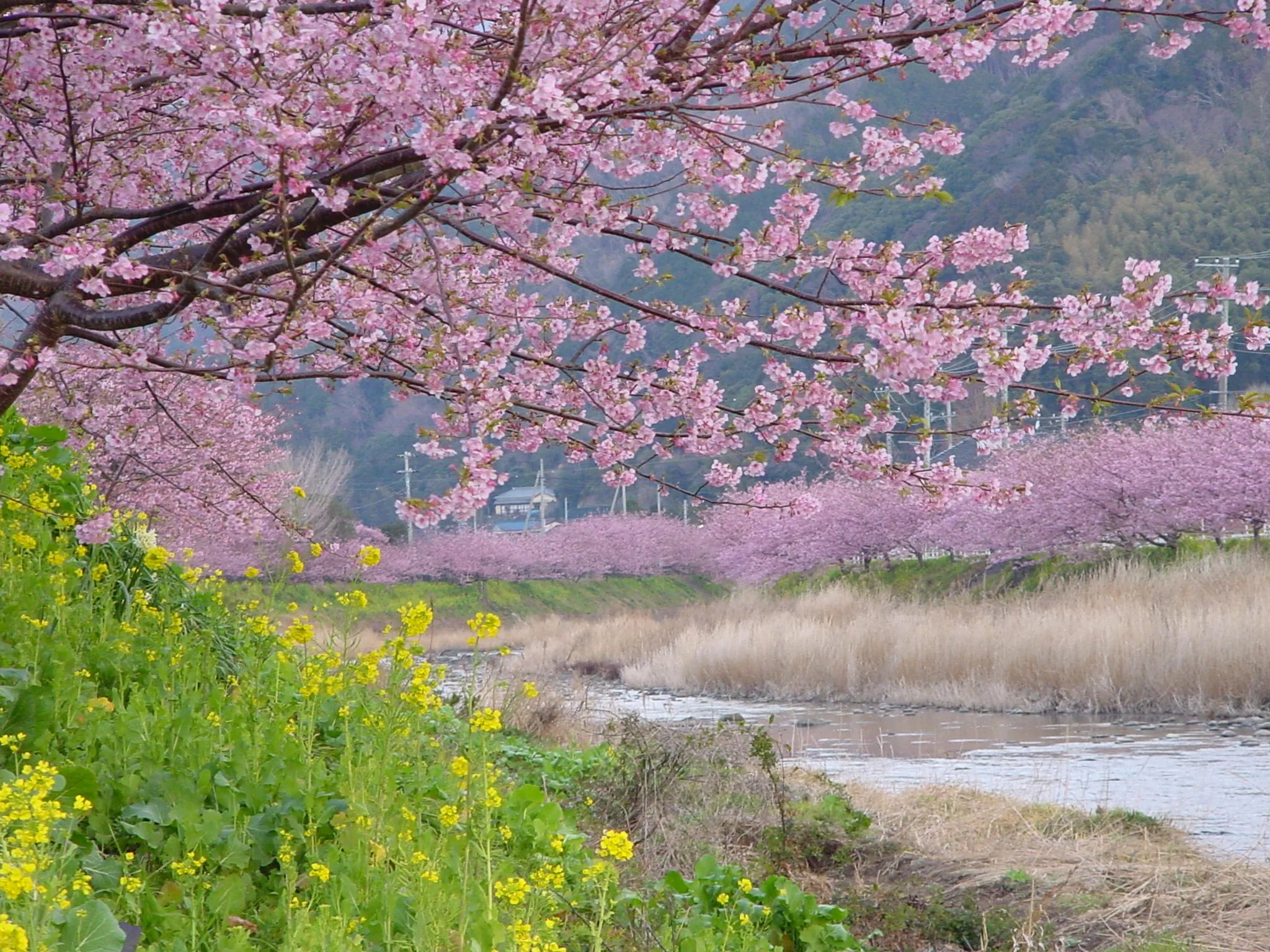 東伊豆で楽しむ春の足音
