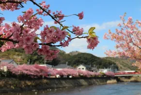 「河津桜」で春先どり、伊豆の旅