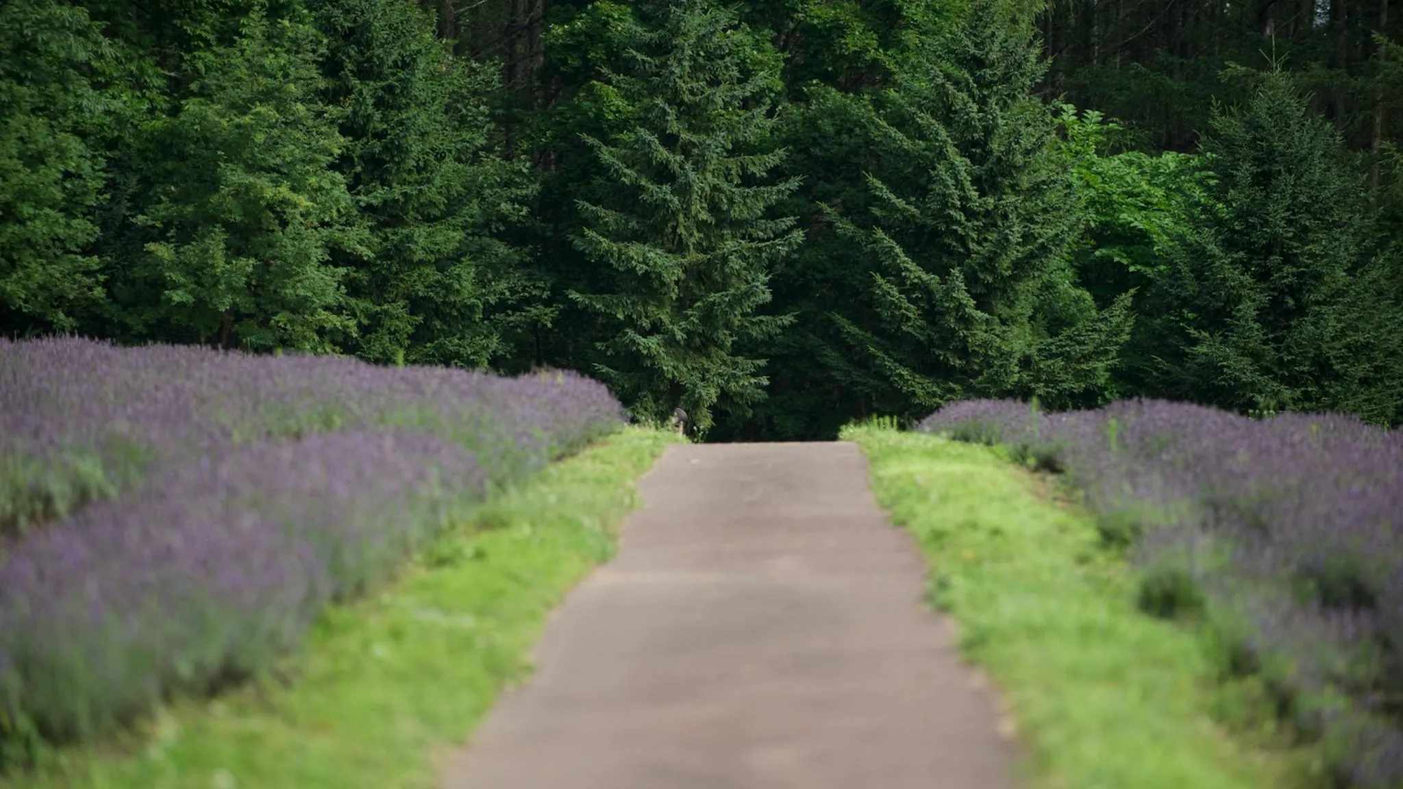 富良野ホテル FURANO HOTEL