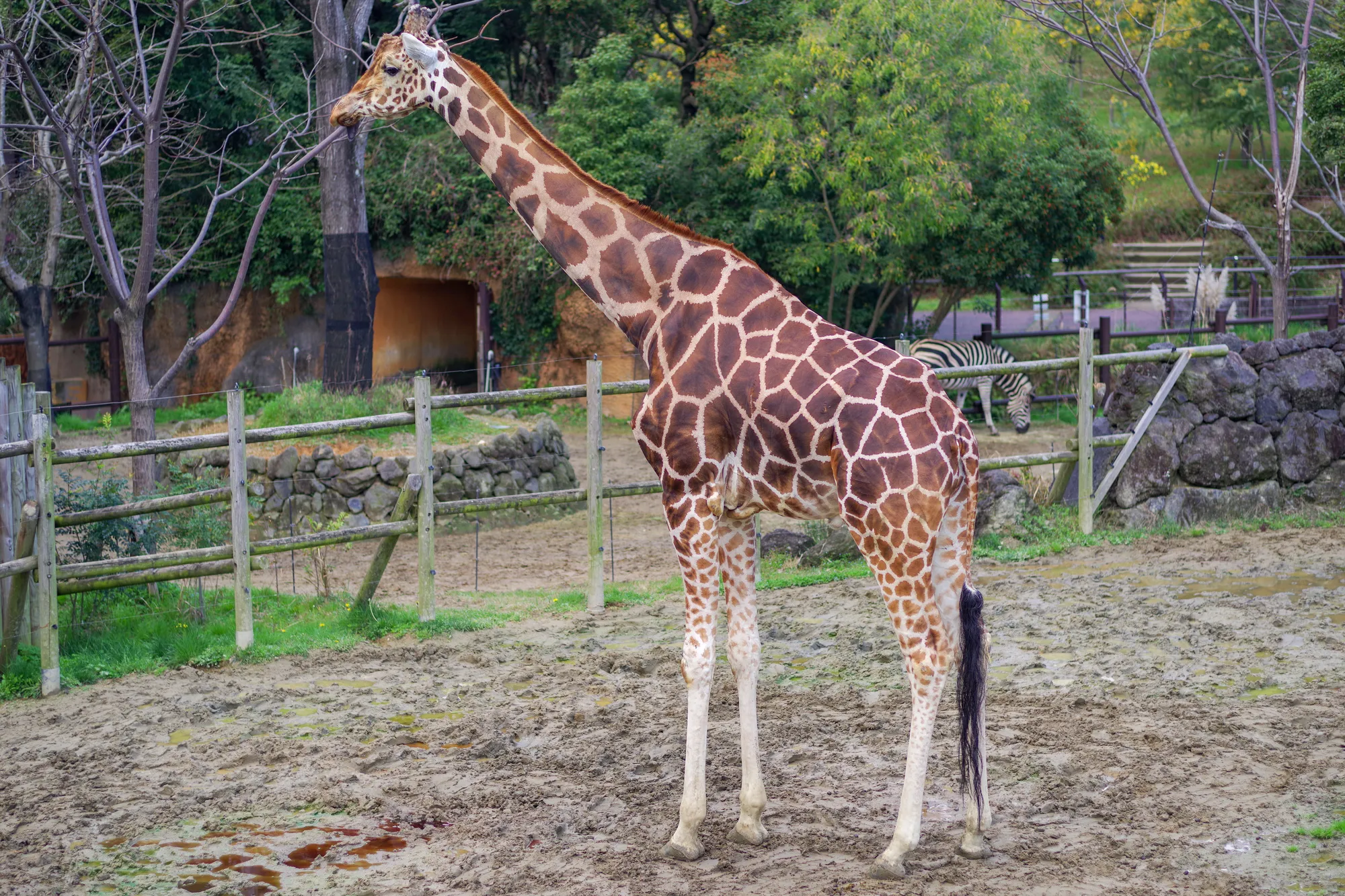 到津の森公園