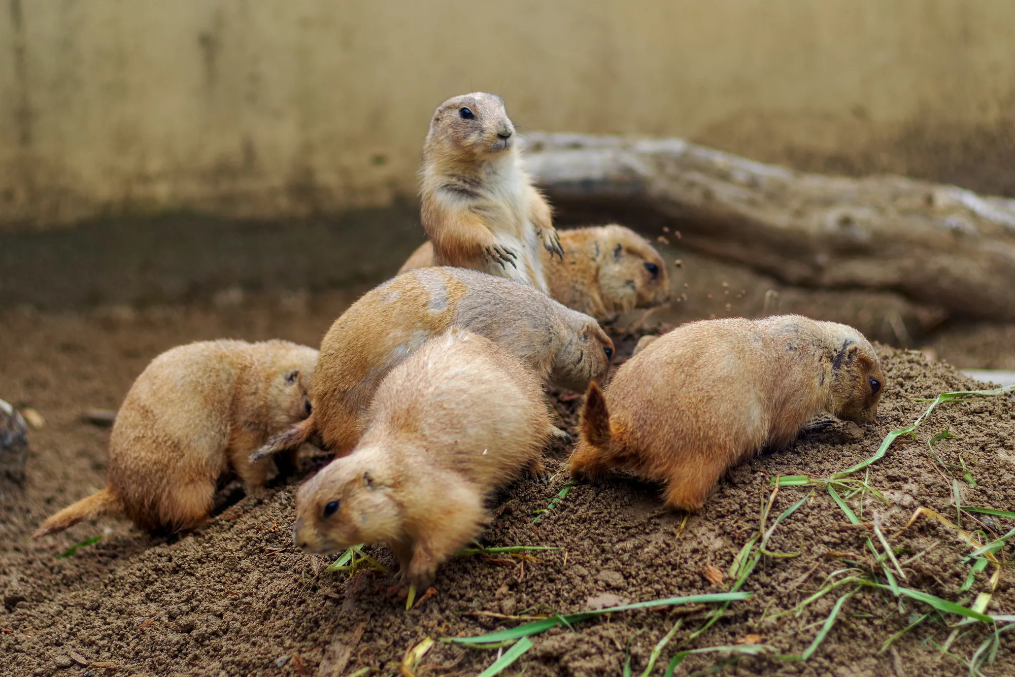 到津の森公園