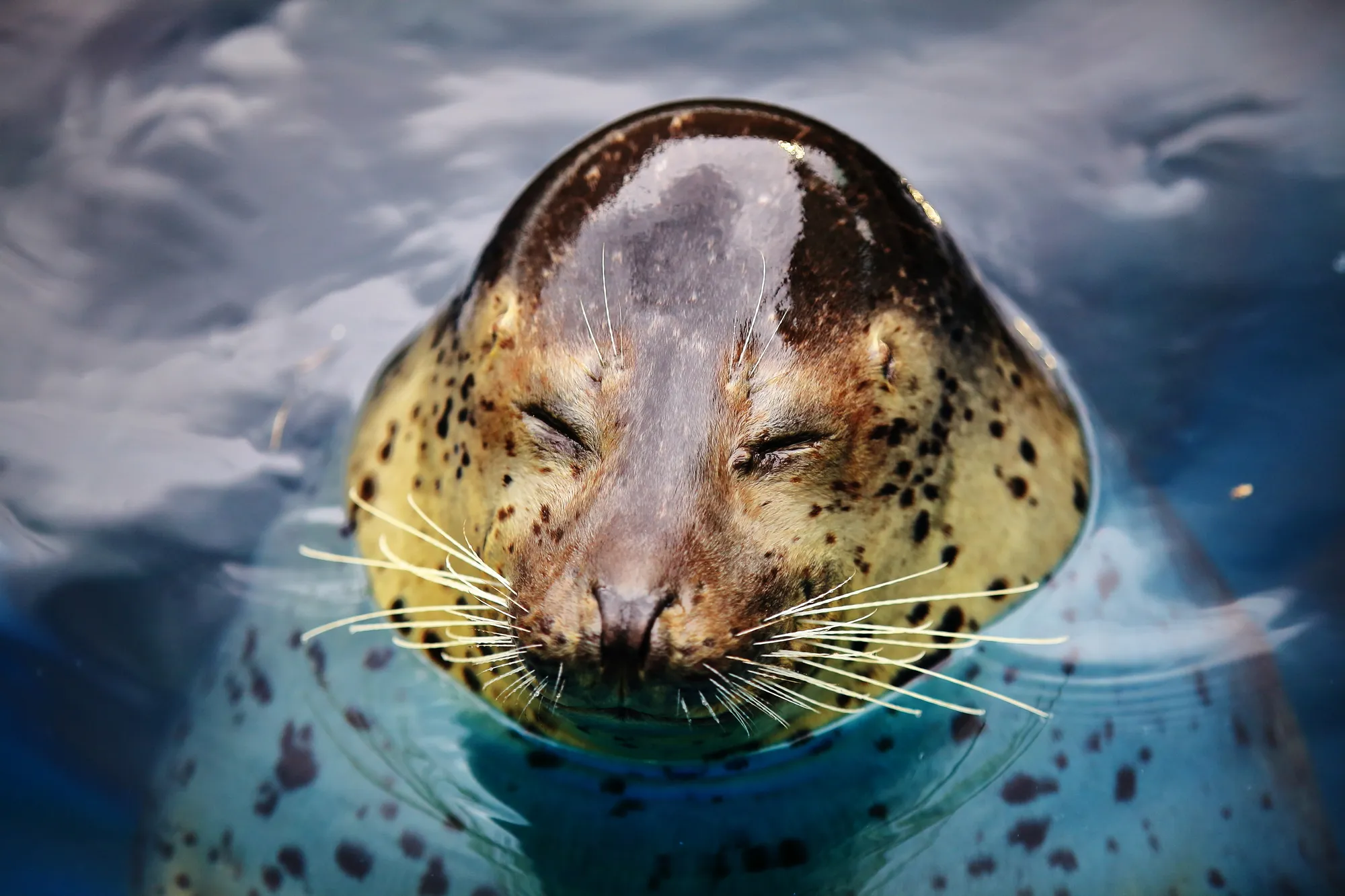 男鹿水族館GAO