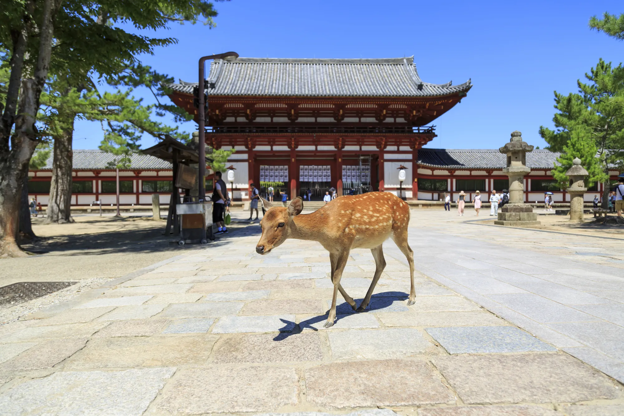 名所や穴場が満載 奈良の観光スポット Relux Journal