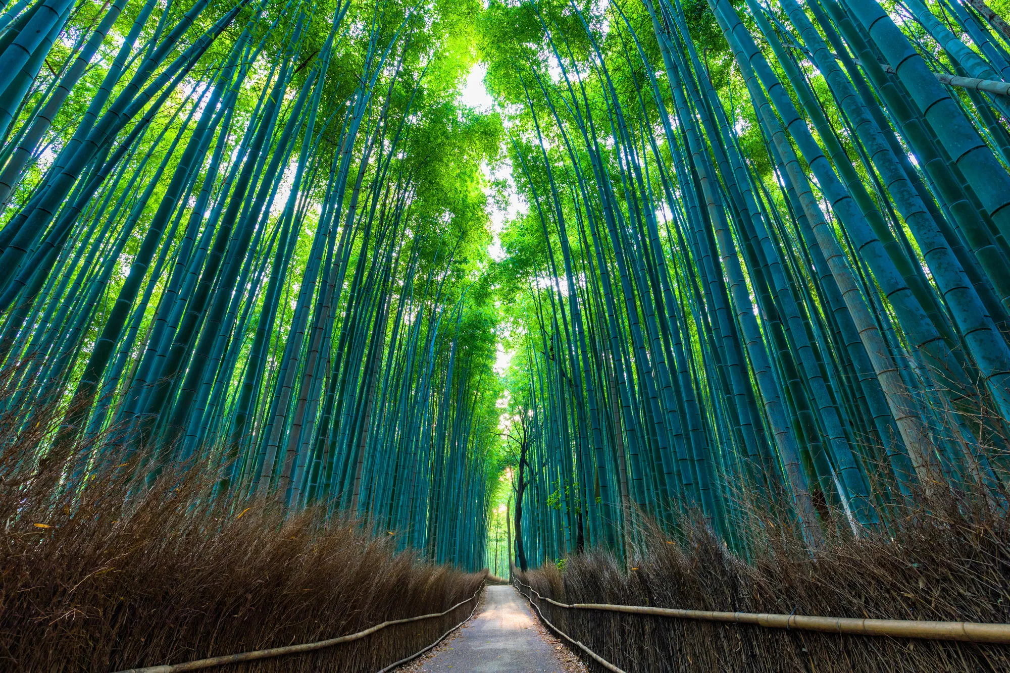 京都 嵐山に行くなら訪れたい！おすすめの観光スポット24選