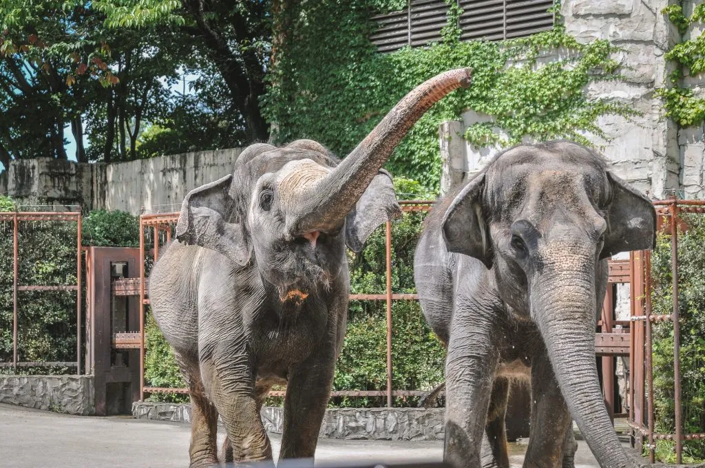 仙台市八木山動物公園