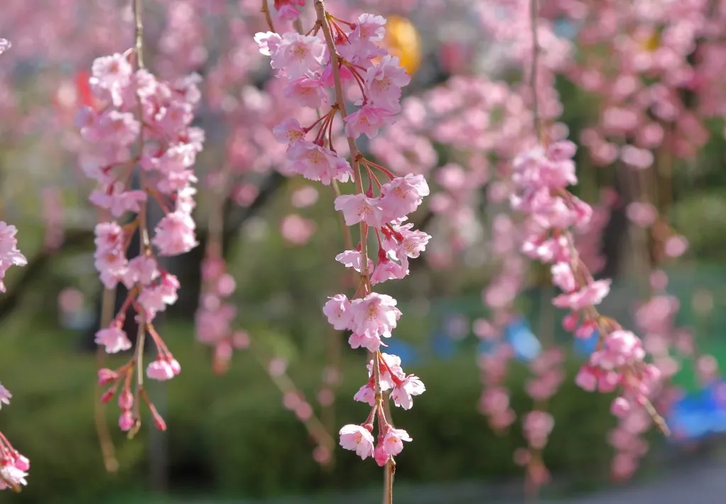 榴岡公園（つつじがおかこうえん）