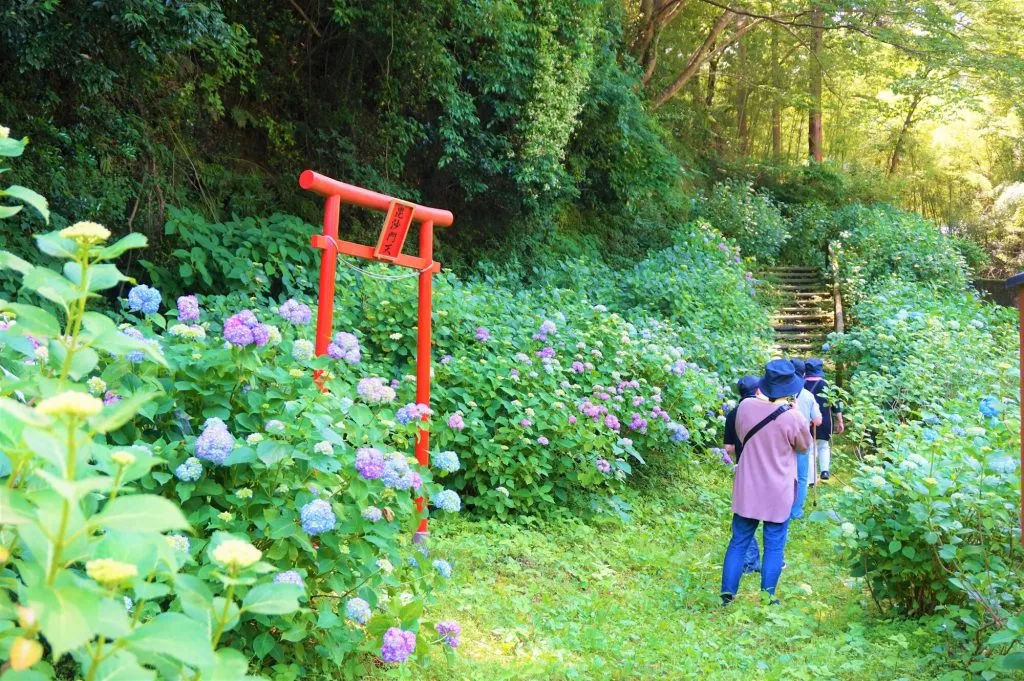 八塩あじさいの里