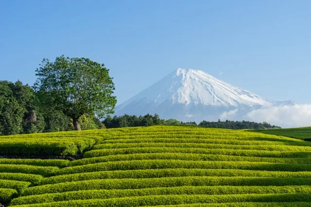 大淵笹場