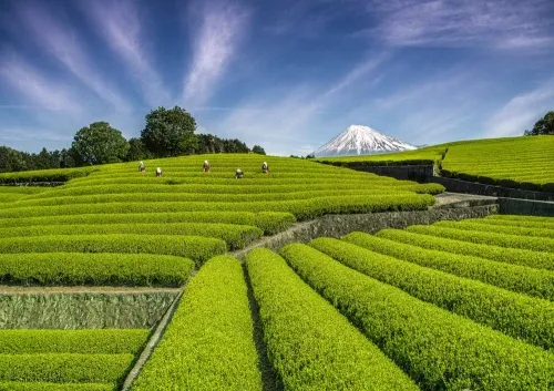 大淵笹場