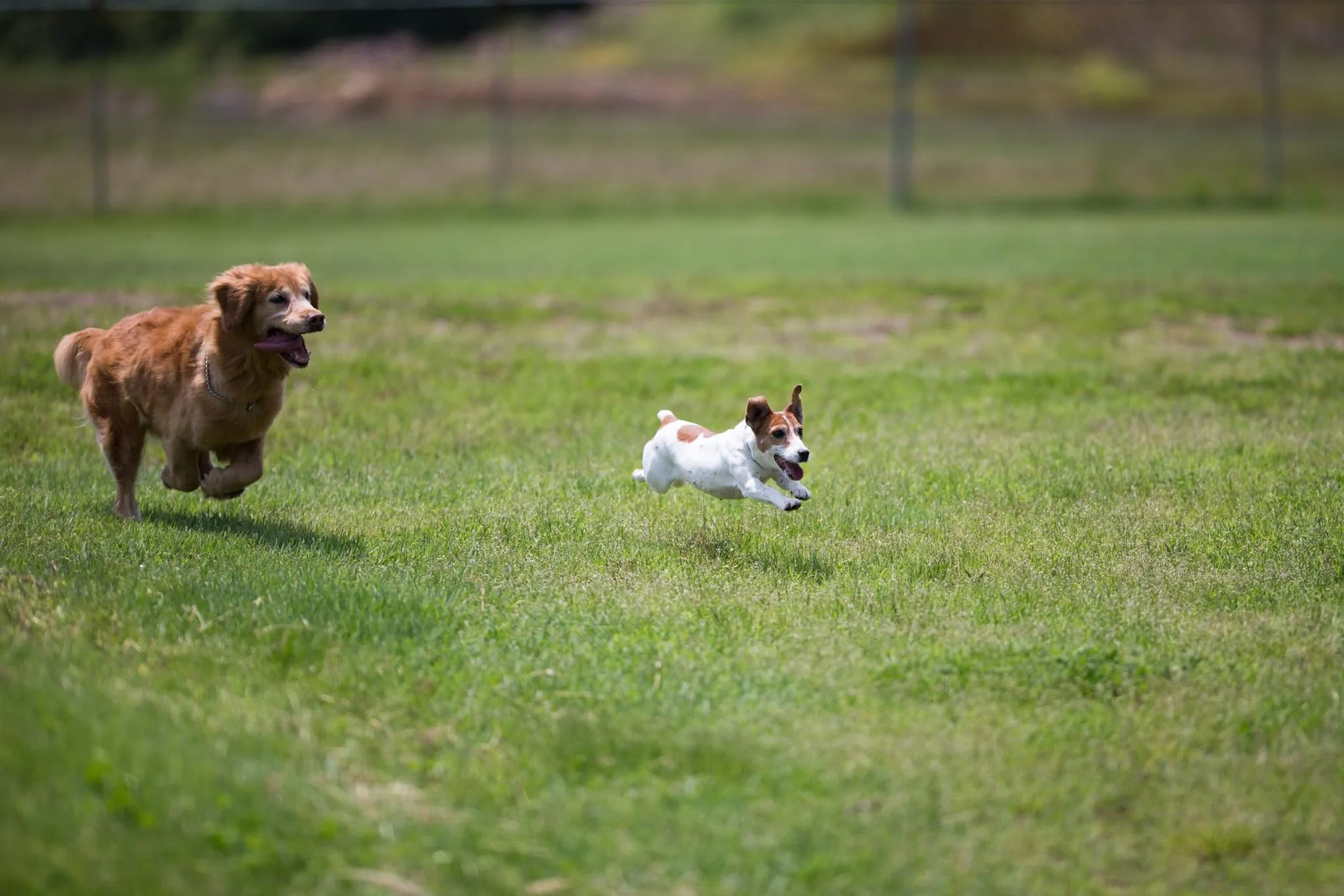 愛犬と一緒に初めてのリゾートホテルステイ あてま高原リゾート ベルナティオ Relux Journal