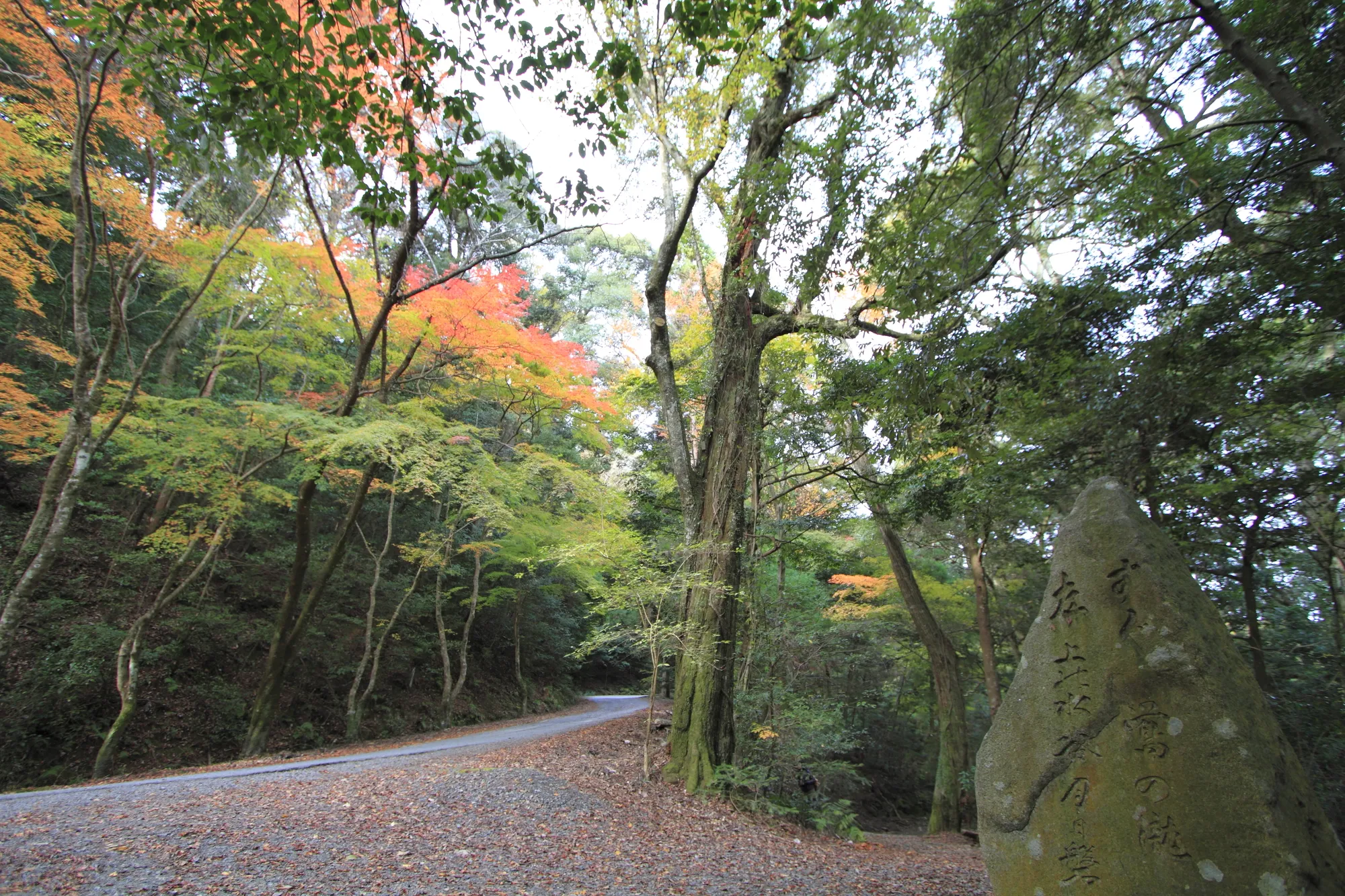 春日山原始林