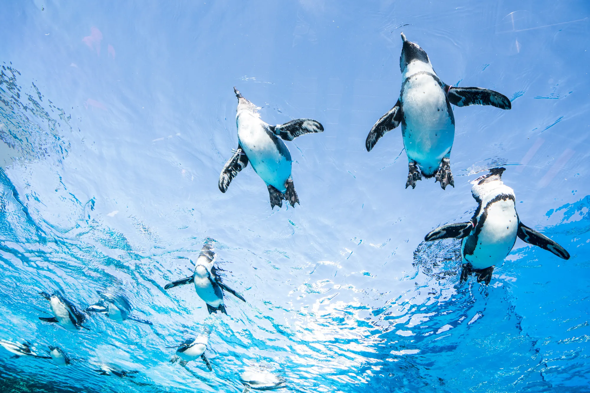 サンシャイン水族館