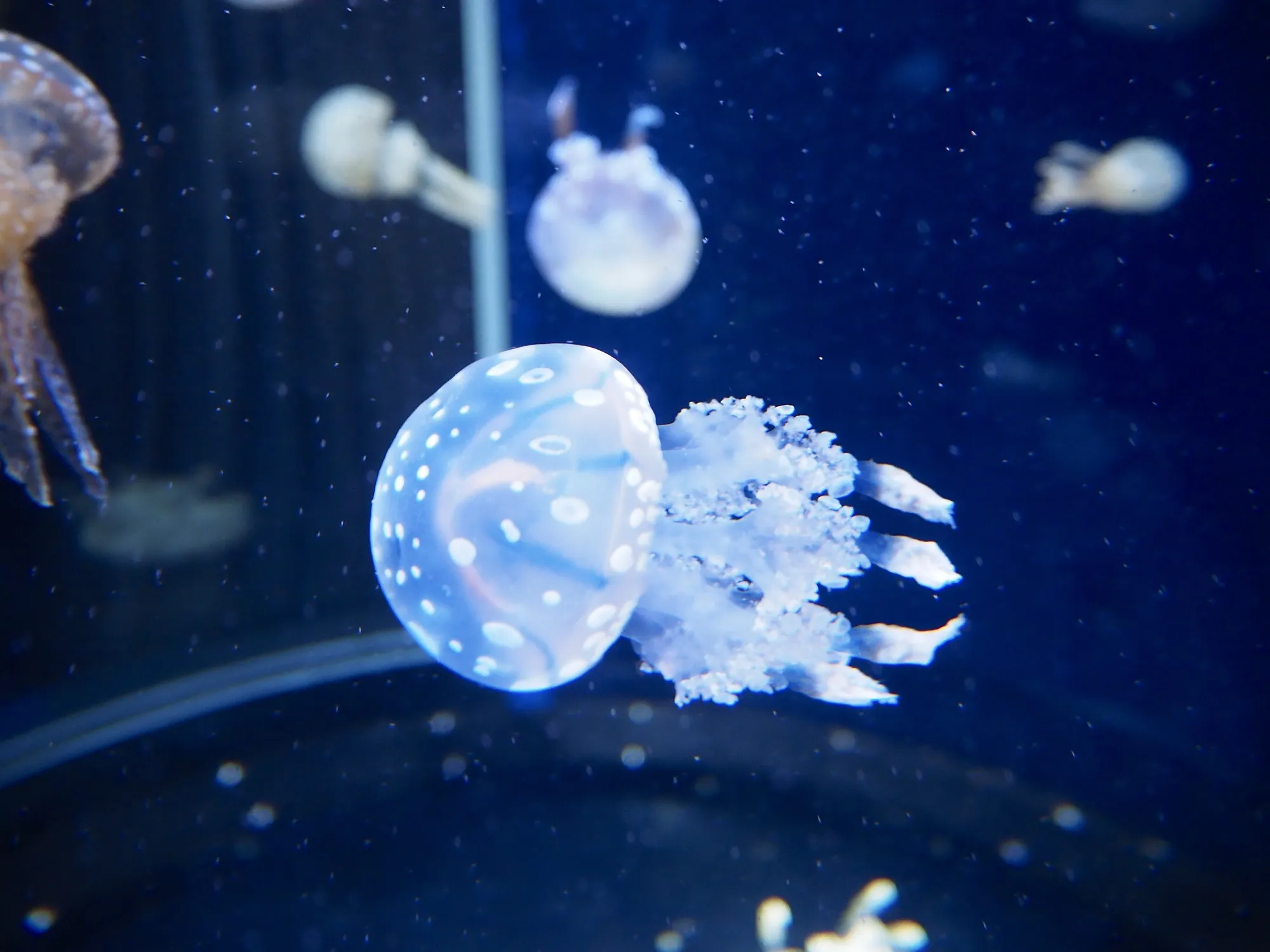 新江ノ島水族館