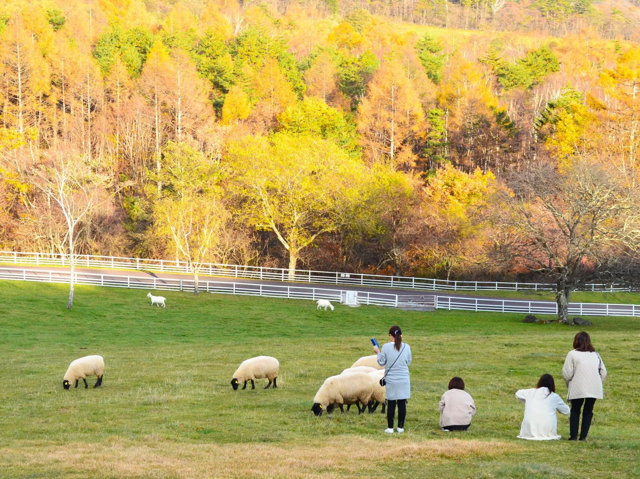 まきば公園