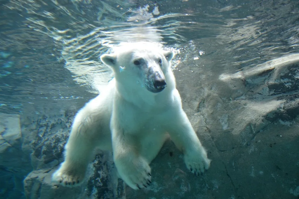 旭山動物園