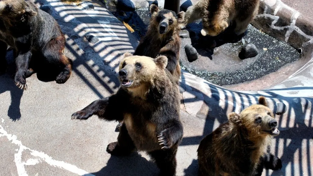 のぼりべつクマ牧場