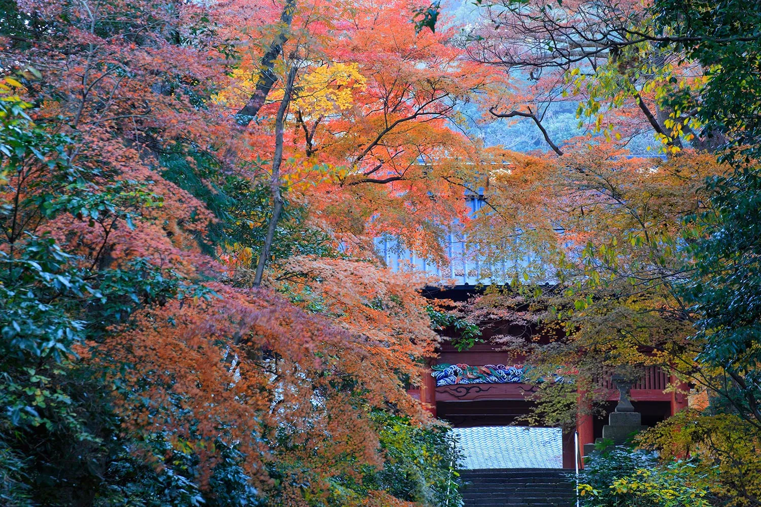 妙本寺