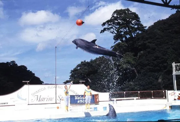 下田海中水族館