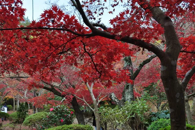 源氏山公園