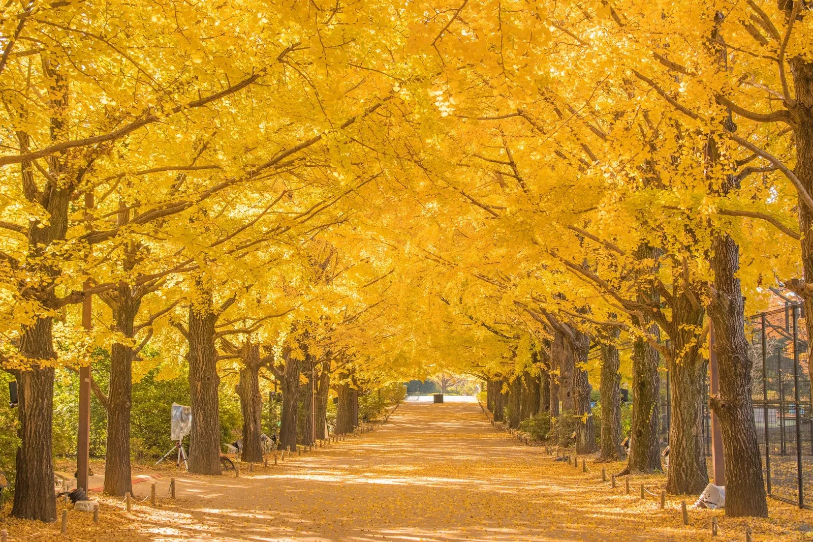 国営昭和記念公園