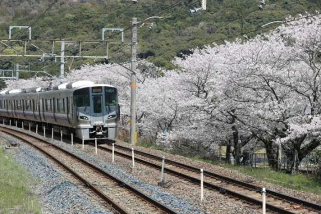 山中渓（千本桜