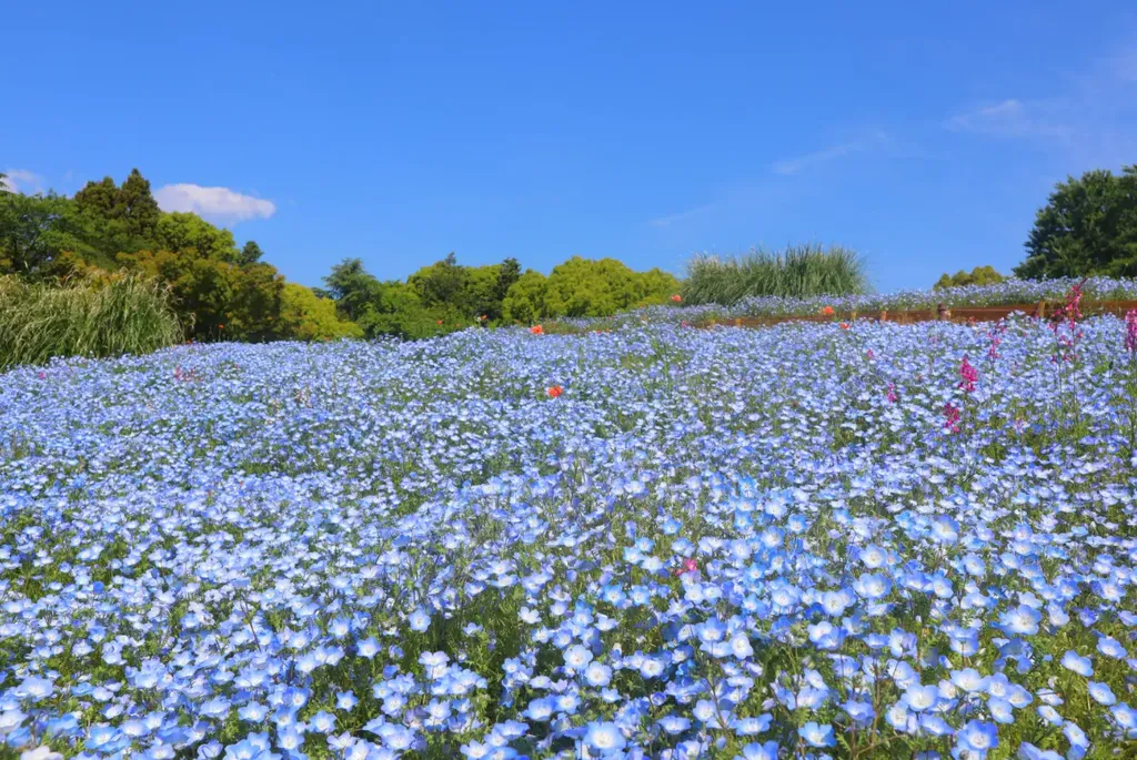 国営昭和記念公園