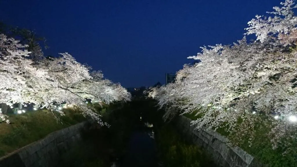 山崎川四季の道