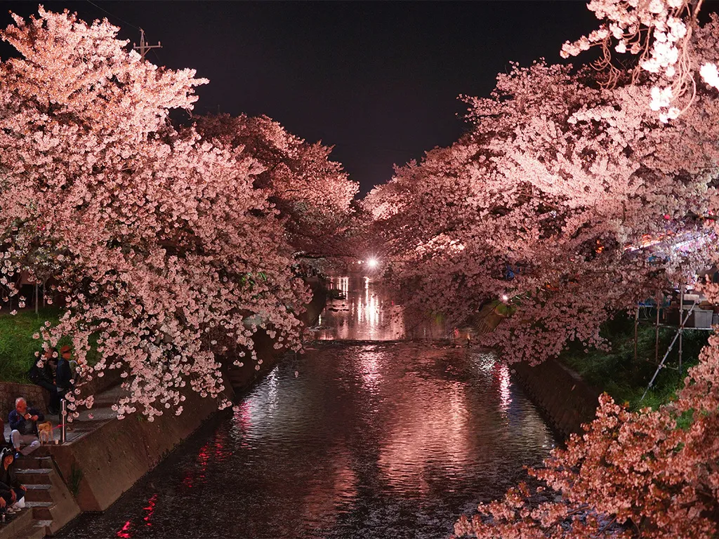 岩倉市・五条川の桜