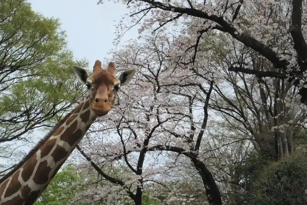 野毛山動物園・野毛山公園