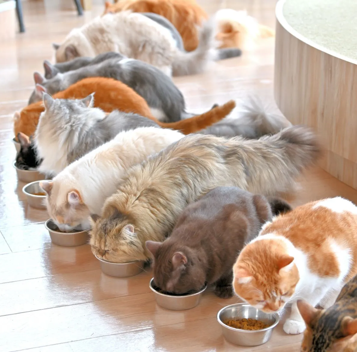 猫カフェMOCHA 京都河原町店