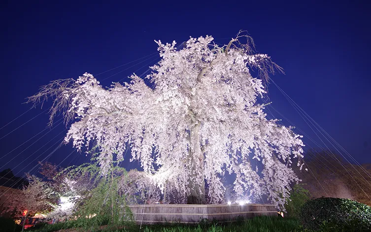 円山公園