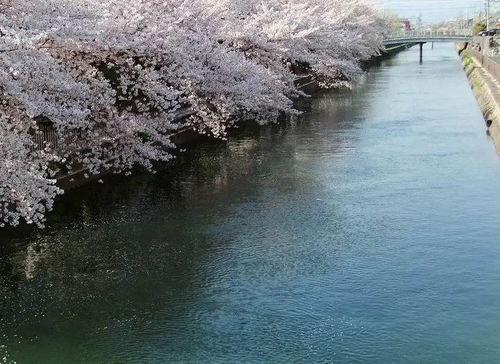鴨川沿い