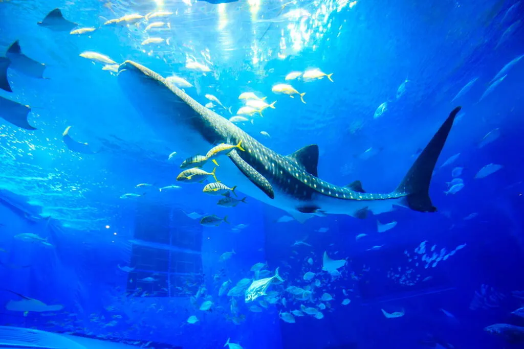 美ら海水族館