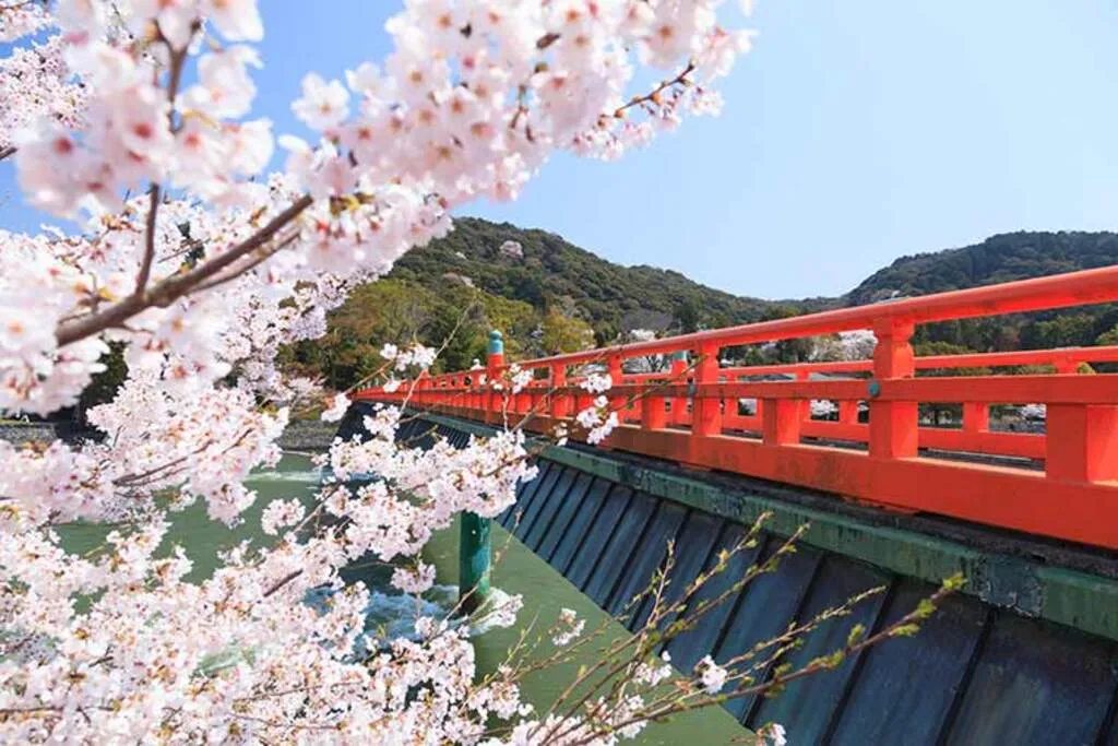 宇治橋 上流の桜