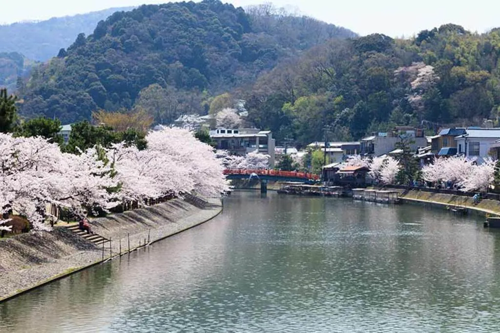 宇治橋 上流の桜