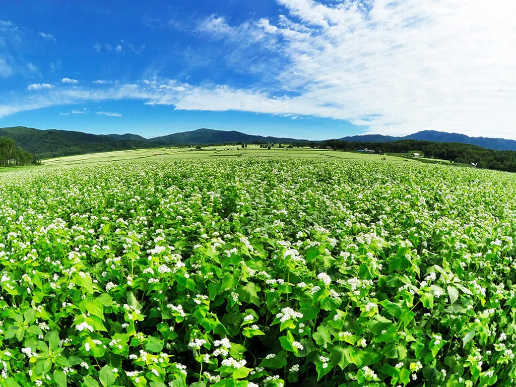 そばの花ビューポイント