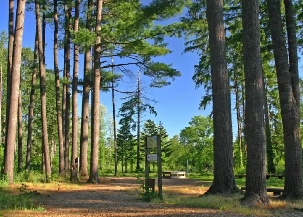 外国樹種見本林