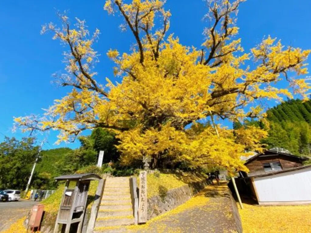 下城の大イチョウ