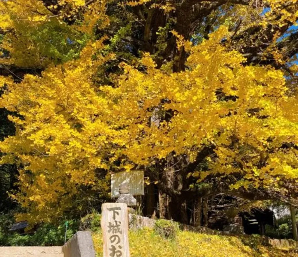 下城の大イチョウ