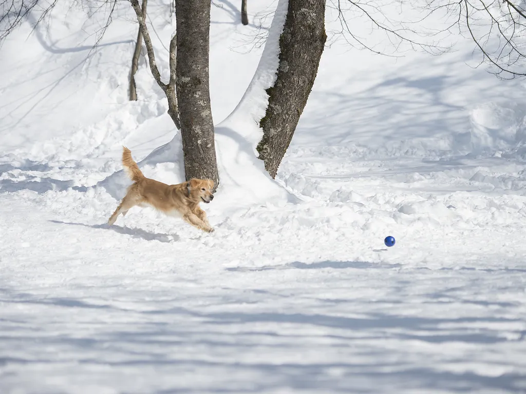 高山わんわんパラダイスホテル コテージ 宿泊予約はrelux リラックス