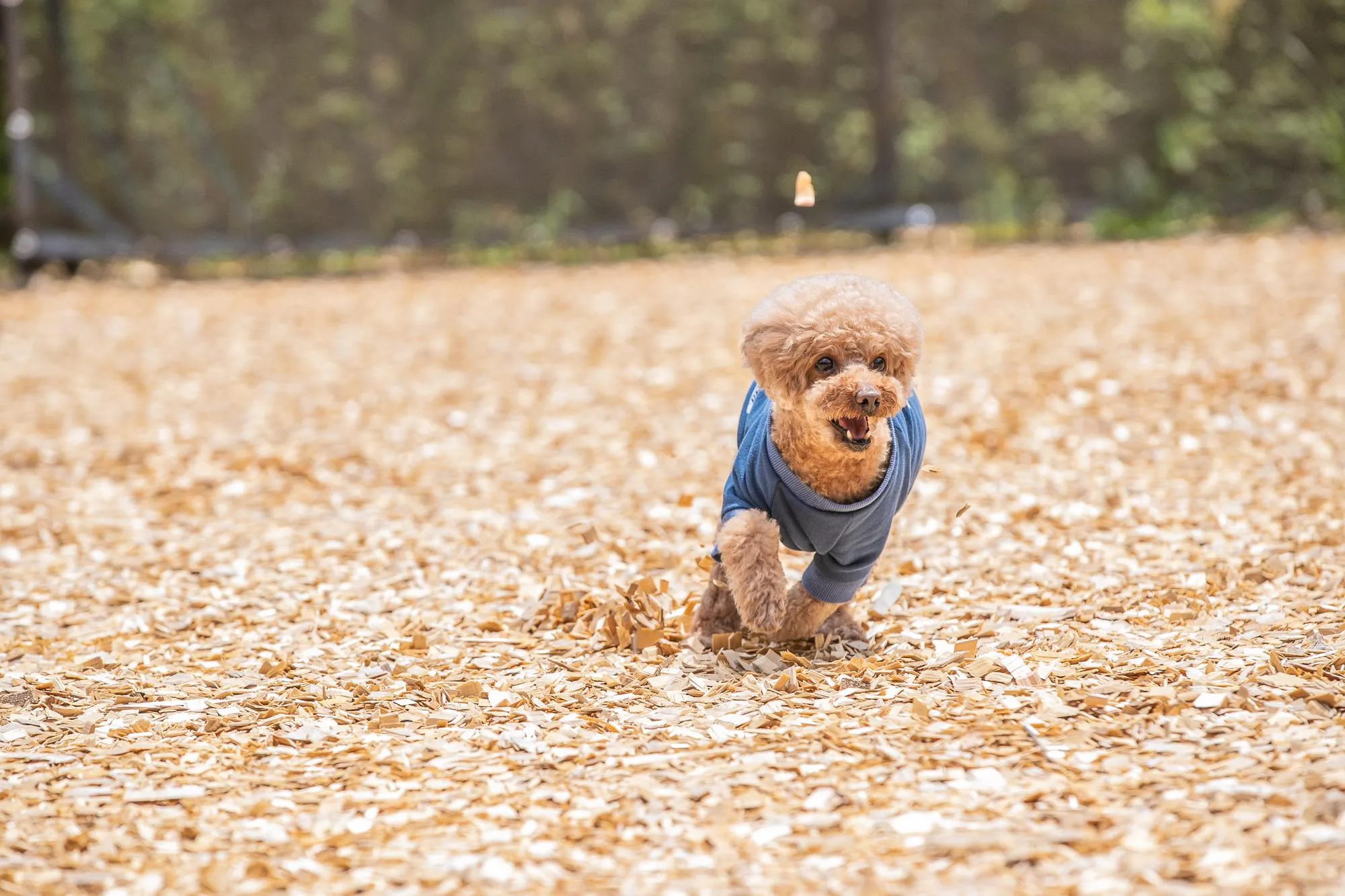 神奈川で人気の犬 ペットと泊まれる宿 ホテル12選 温泉付きやドッグラン付きなど特徴別にご紹介 ペトこと