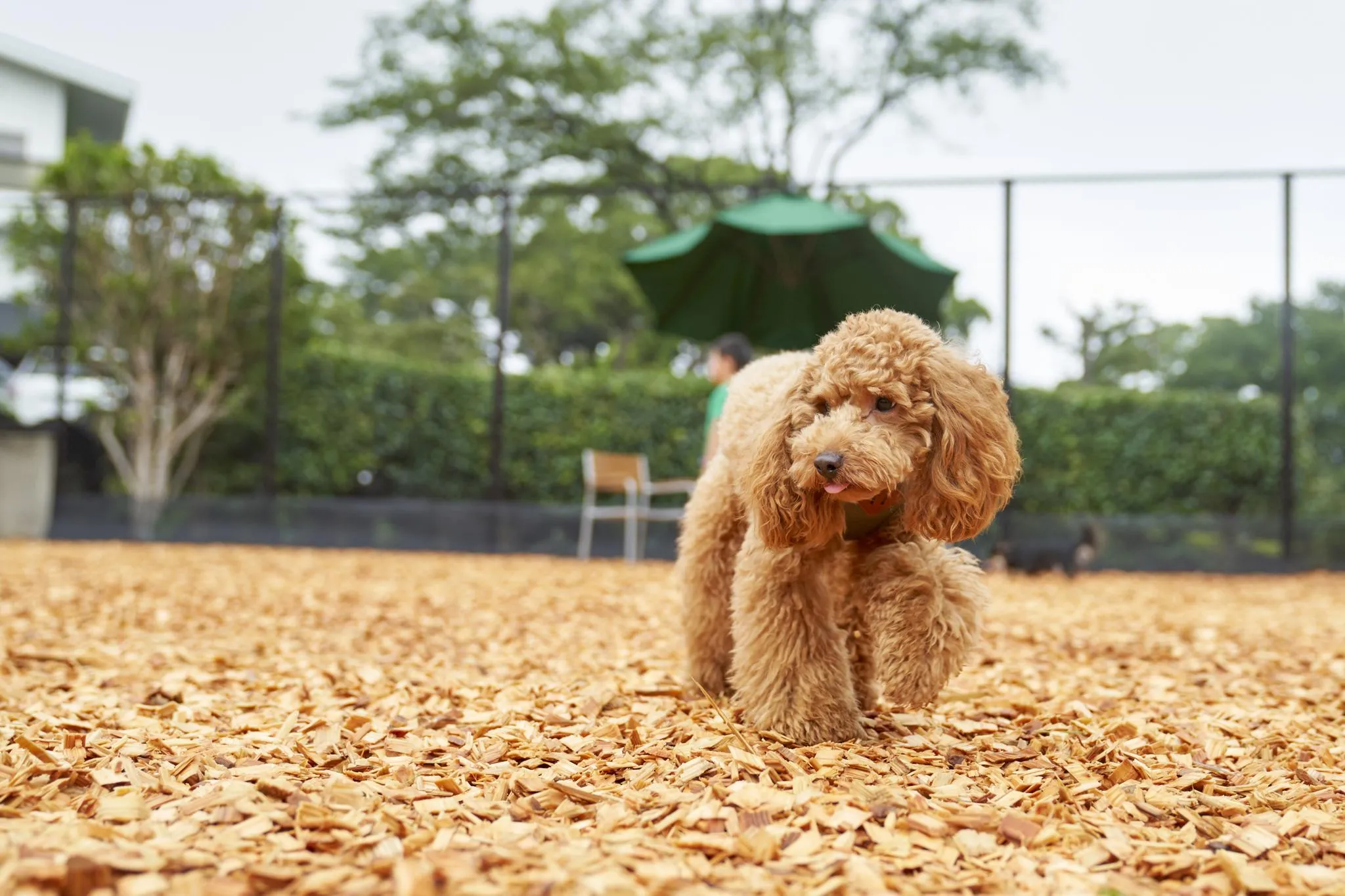 Pet Spa Hotel 伊豆汪 订房就上relux