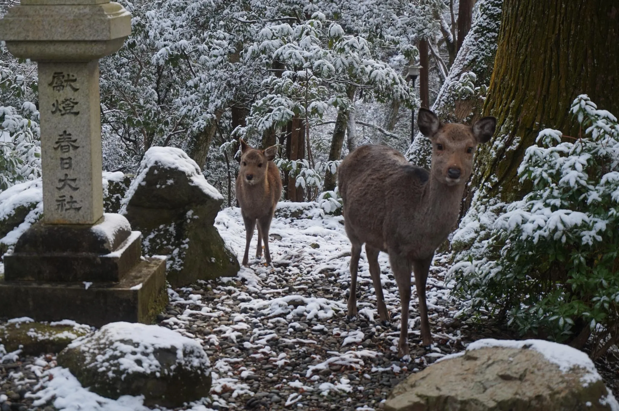 奈良 春日奥山 月日亭 宿泊予約はrelux リラックス